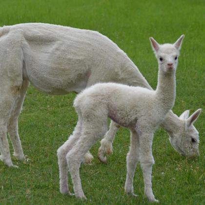 Alpakagold-Naturdünger, 800g - Image 4