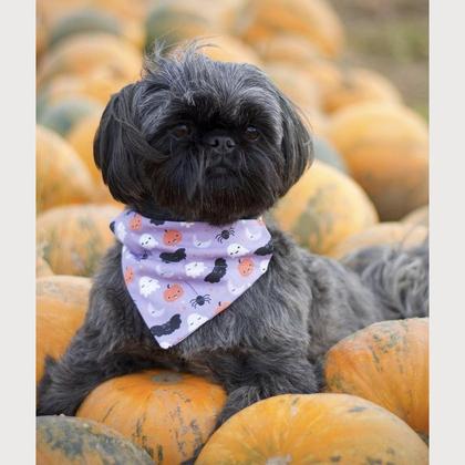 Portrait - die wilde Hummel - Image 2