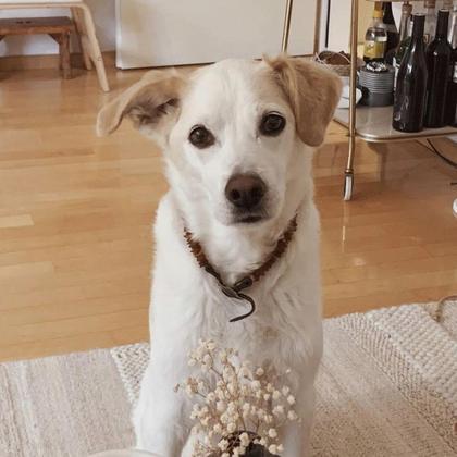 Portrait - der Gentleman - Image 2