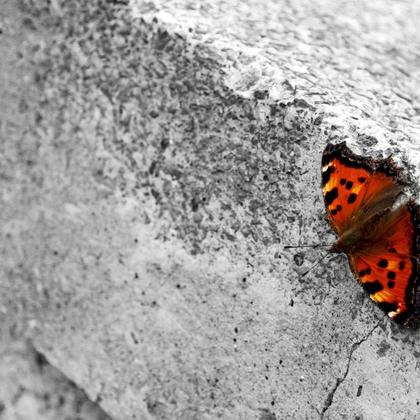 "Funky Town" GRÜMI inkl. Blühanleitung - Image 2