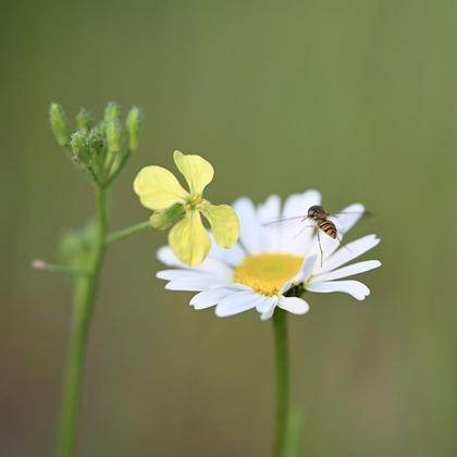 Sag mal "Wüst mi Pflanzen?" GRÜMI inkl. Blühanleitung - Image 2