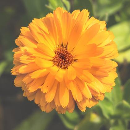 die faule Gärtnerin" GRÜMI inkl. Blühanleitung