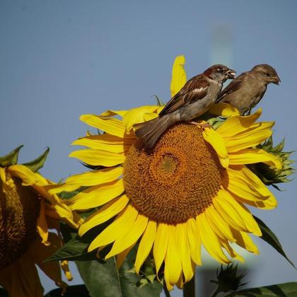 "Für meinen Spatz" GRÜMI inkl. Blühanleitung - Image 2