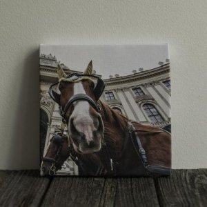 Foto auf Leinwand: „Fiakerpferd“
