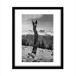 Fotodruck ‚Alter Baum‘