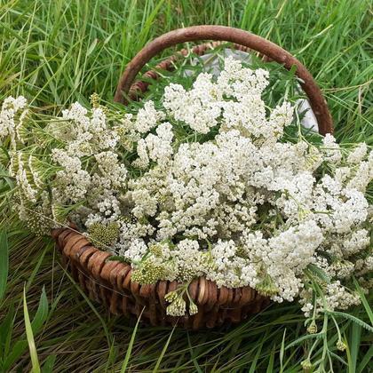 Wildkräutersalz - Image 2