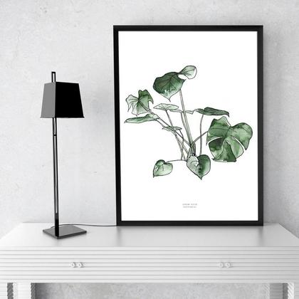 Philodendron