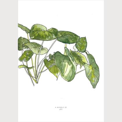 A Bundle of Joy | Syngonium