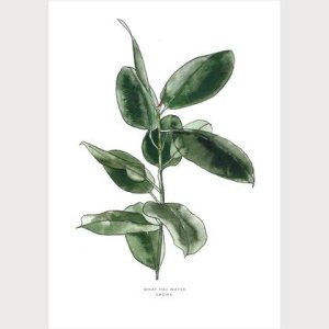 What you water grows | Gummibaum, Fikus elastica