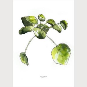 You happy Soul | Peperonia, Geldpflanze