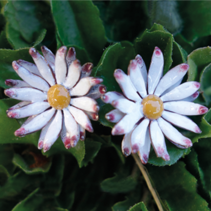 Ohrstecker Gänseblümchen - Image 3