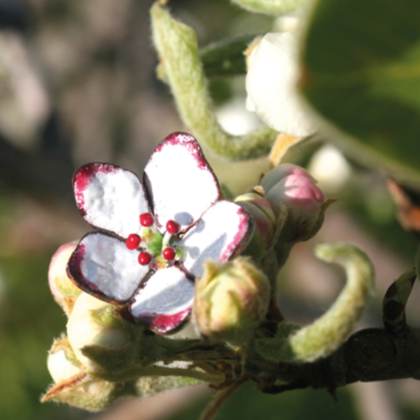 Ohrstecker Kirschblüte - Image 3