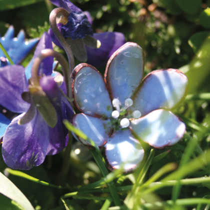 Ohrstecker Leberblümchen hellblau - Image 2