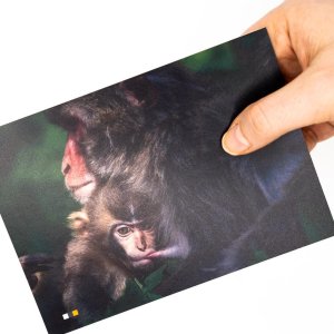 Österreich #23 / Postkarte