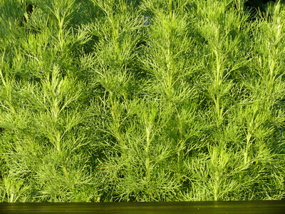 Böhmerwald Cola Sirup - Image 2