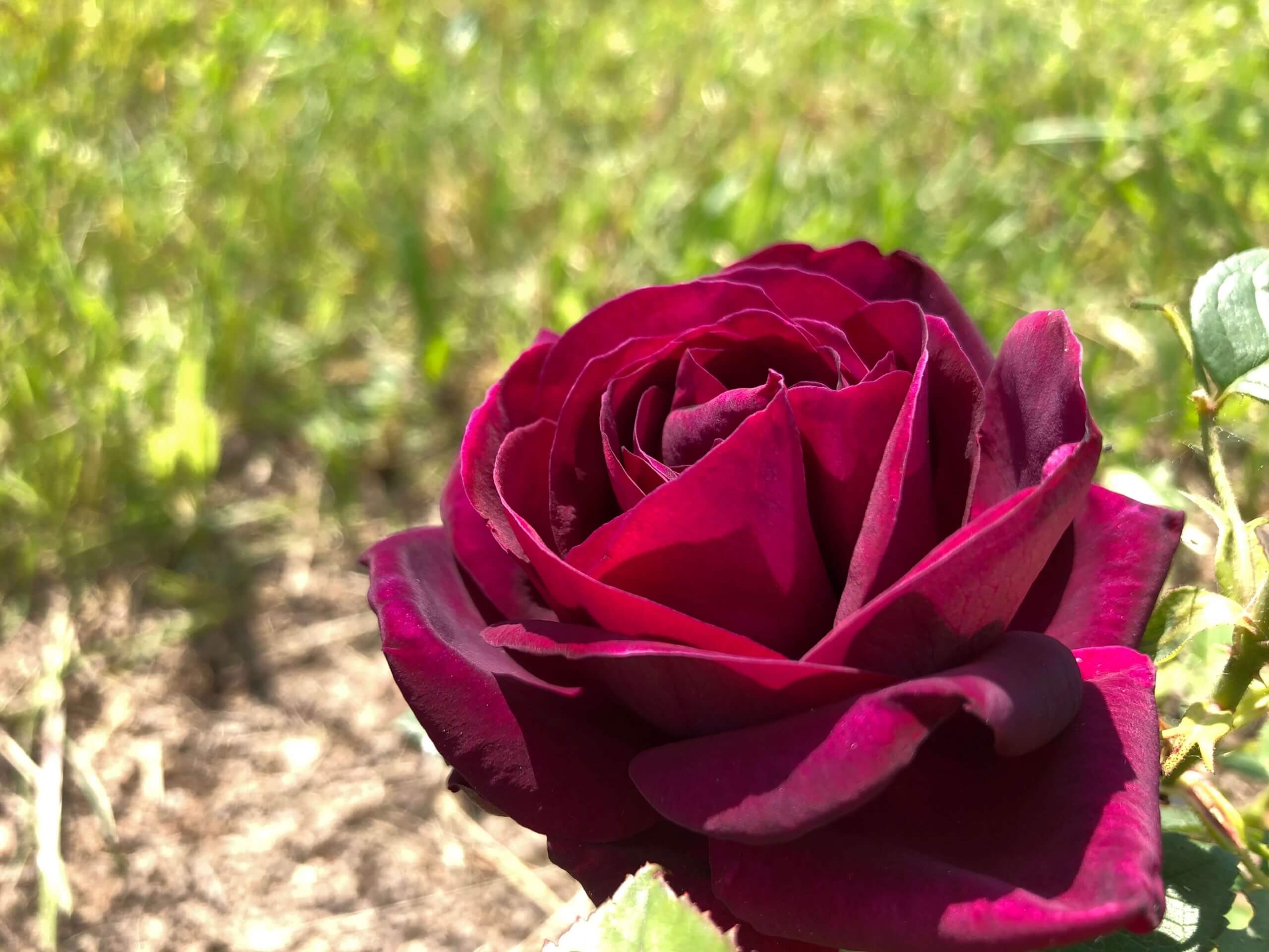 Rosenblüten Likör - Image 2