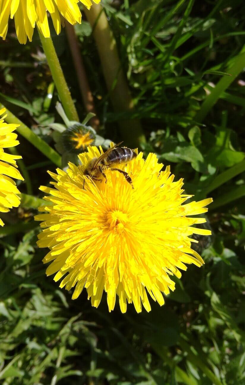 Löwenzahnblüten Sirup - Image 2