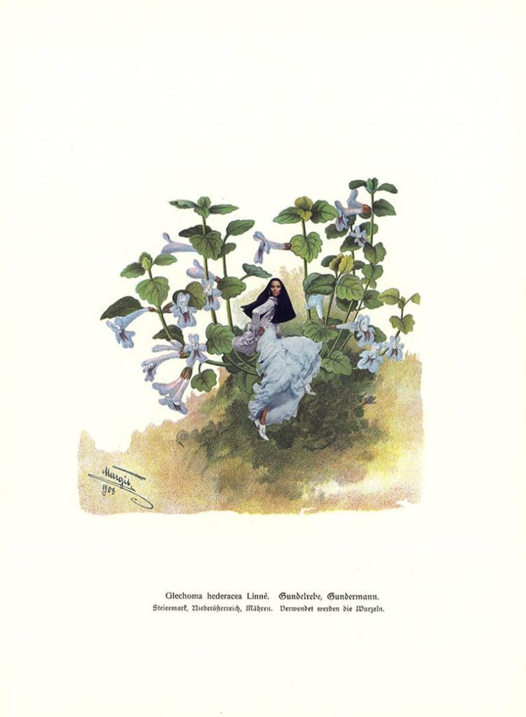 Glechoma (Teil der Serie "Kräuter en Vogue")