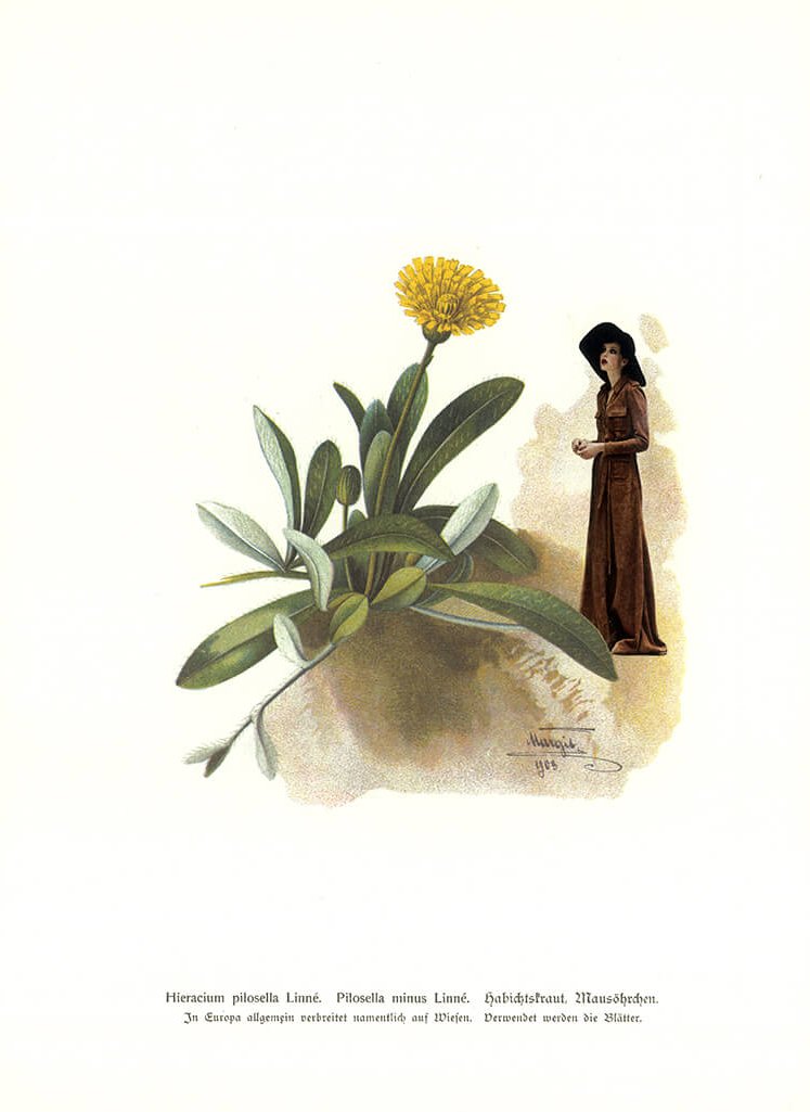 Hieracium (Teil der Serie "Kräuter en Vogue")