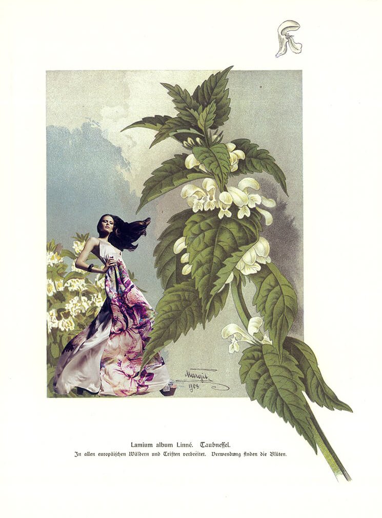 Lamium (Teil der Serie "Kräuter en Vogue")