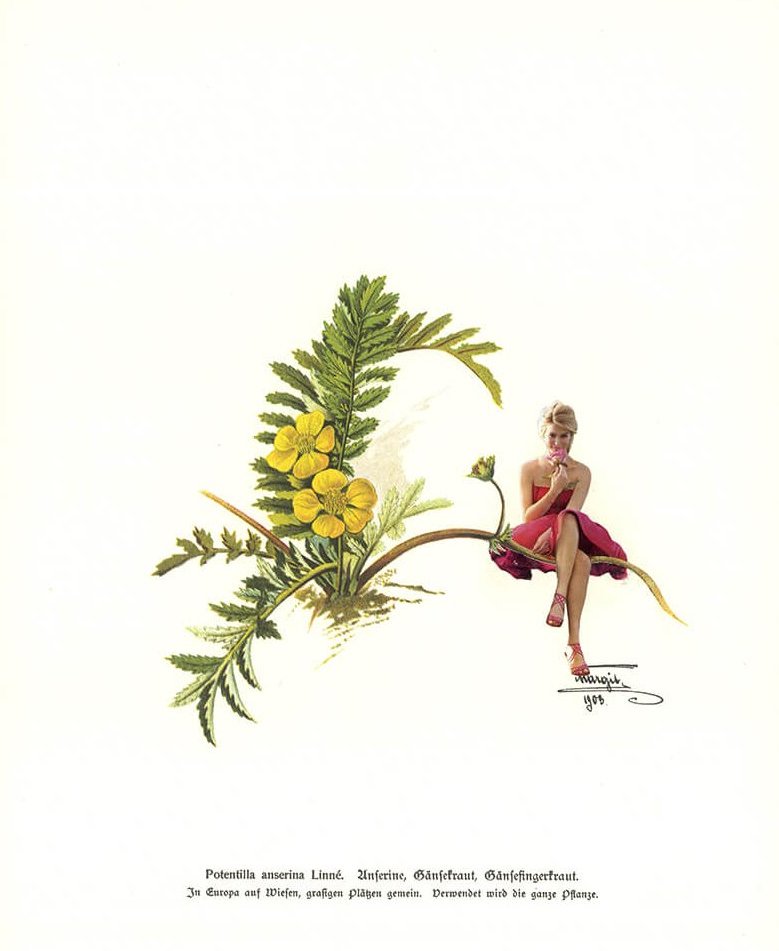 Potentilla (Teil der Serie "Kräuter en Vogue")