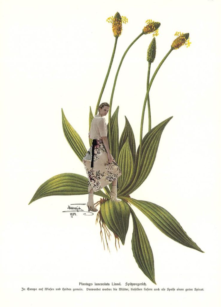 Plantago (Teil der Serie "Kräuter en Vogue")