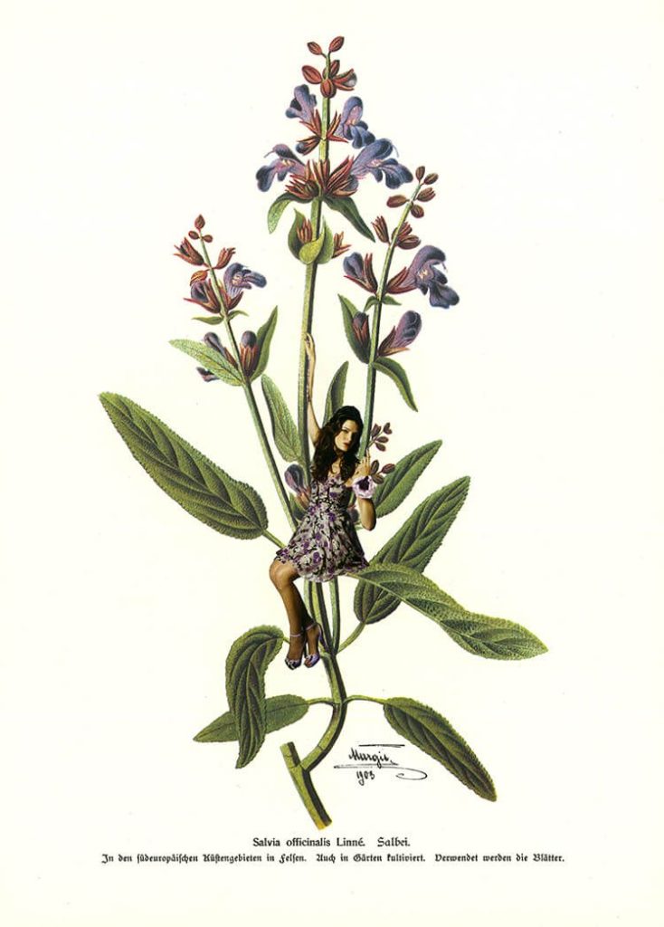 Salvia (Teil der Serie "Kräuter en Vogue")
