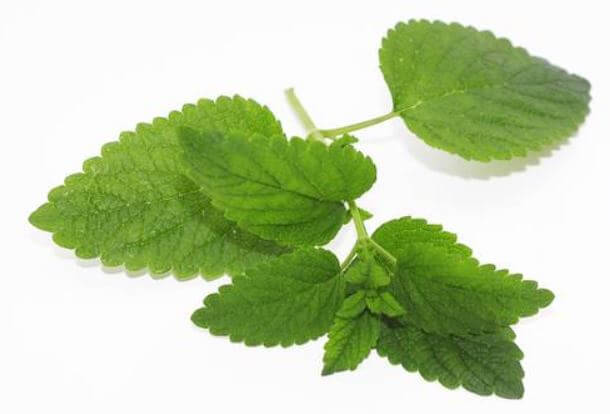 Salbei-Zitronenmelisse Sirup - Image 3