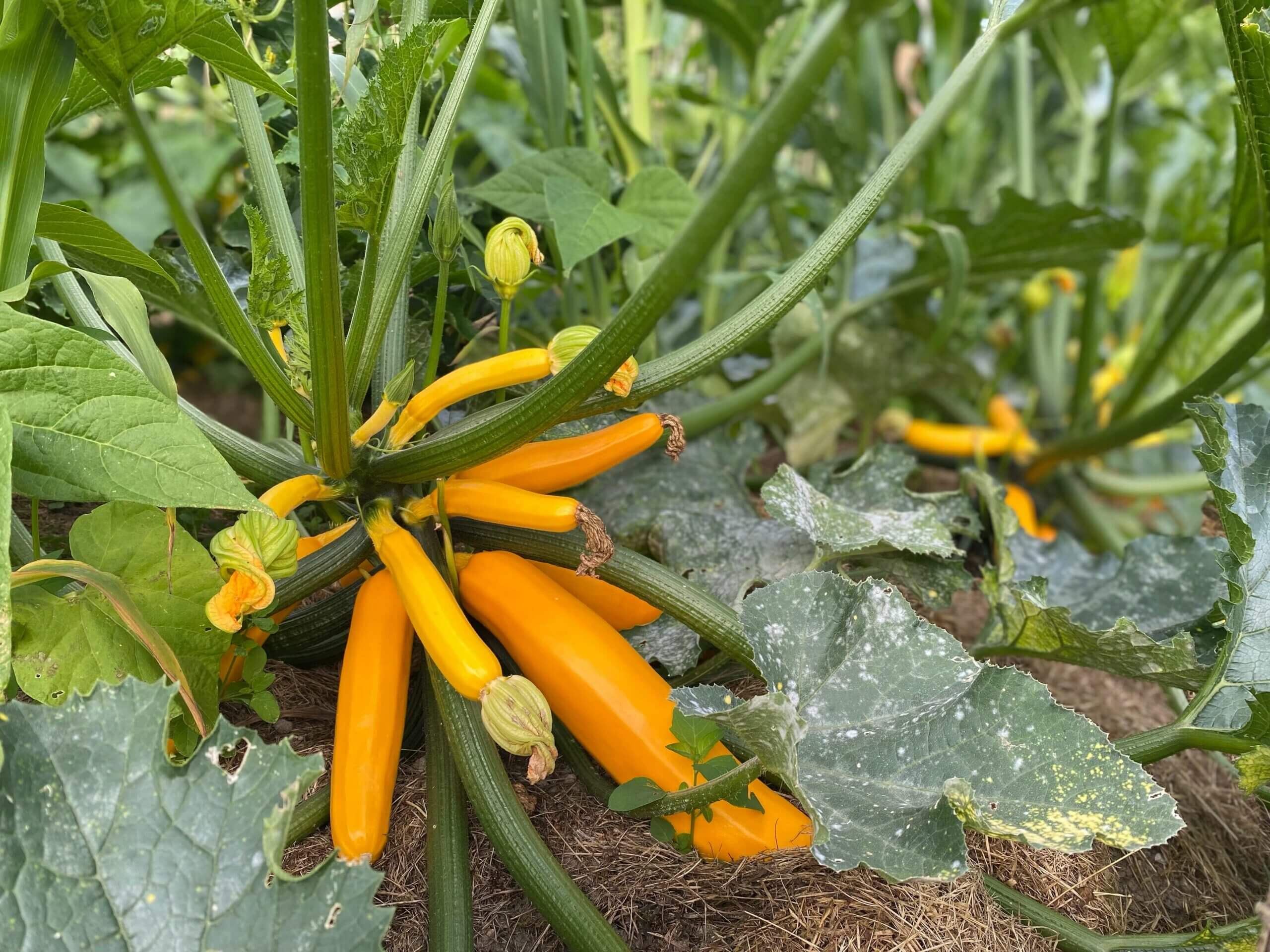 Zucchini-Curry Chutney - Image 2