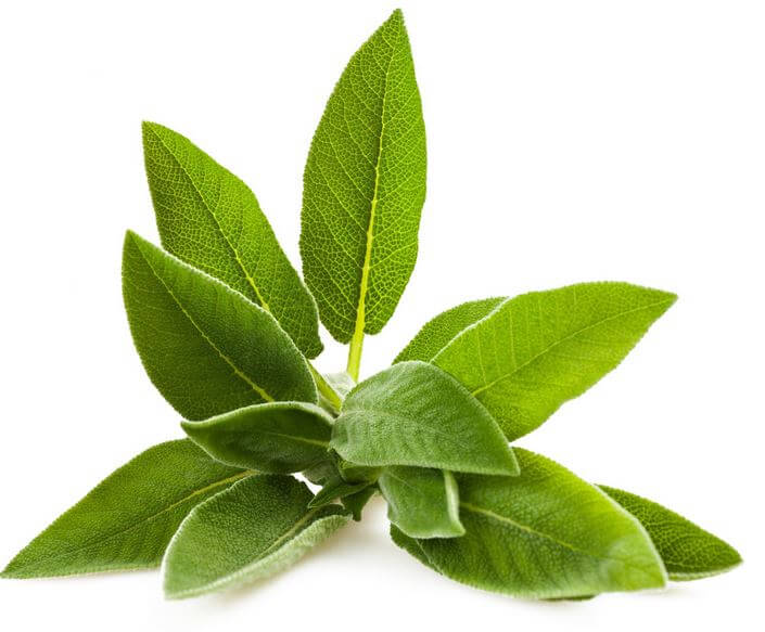 Salbei-Zitronenmelisse Sirup - Image 2