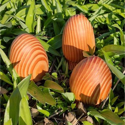 "Dinosaurier" Eier Holzei Dekoration Douglasie