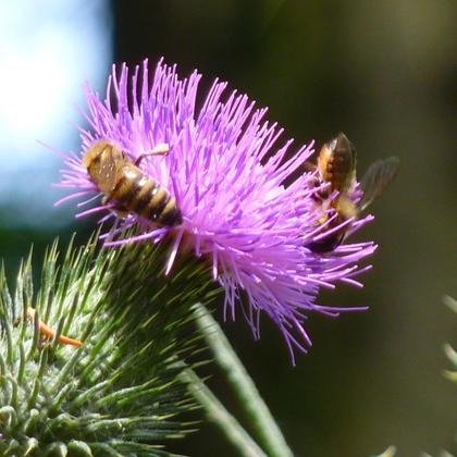 Wildblütenhonig 230g - Image 4