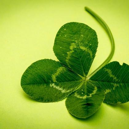 "Glückspilz" GRÜMI inkl. Blühanleitung - Image 2