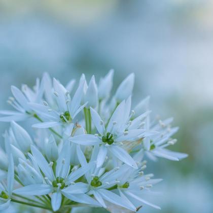 "Bär*y Christmas" GRÜMI inkl. Blühanleitung - Image 2