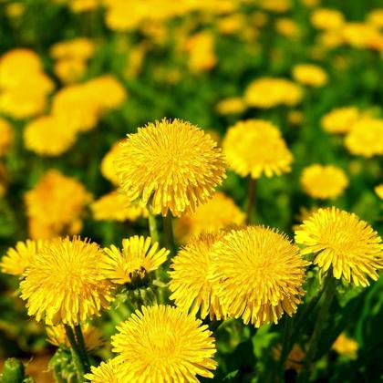 "Gute Laune Löwenzähnchen" GRÜMI inkl. Blühanleitung - Image 2