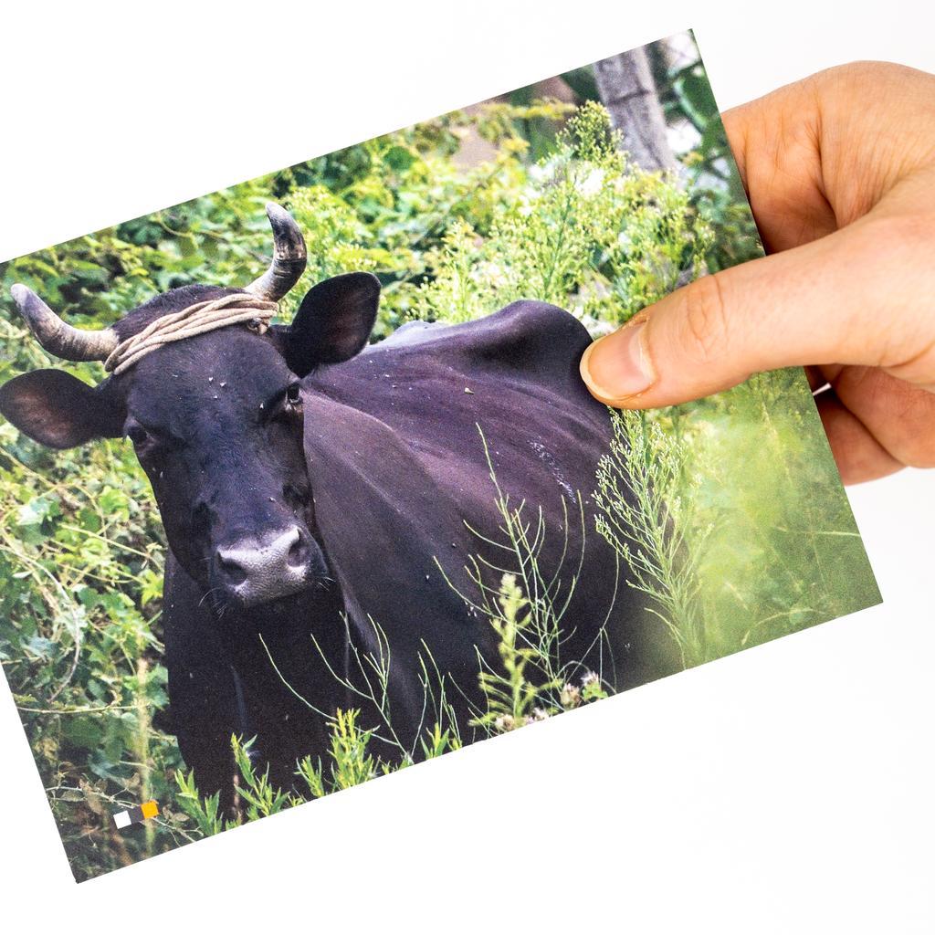 Albanien #12 / Postkarte