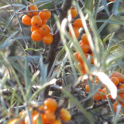 Jungbrunnen Serum - Image 2