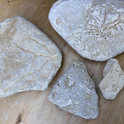 SPURENSUCHE |Schön ausgeprägte Steine mit wortreichem Meerwert