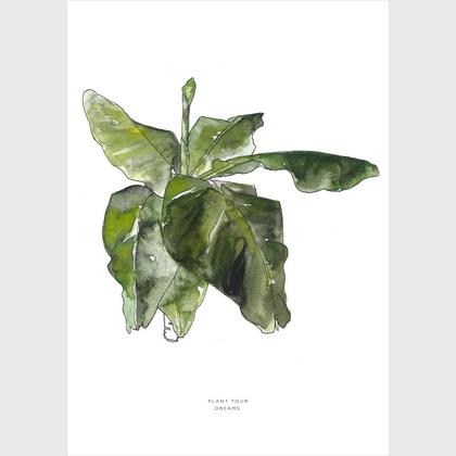Plant your dreams | Bananenbaum