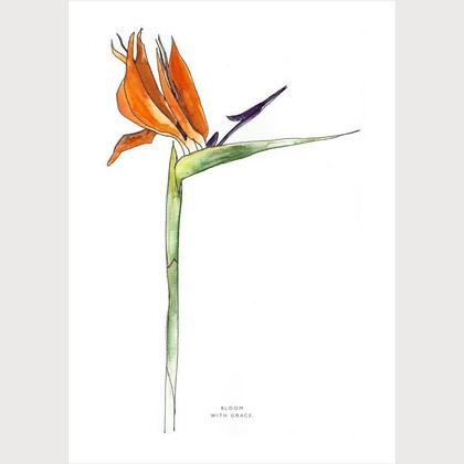 Bloom with Grace | Strelizie, Papageienblume