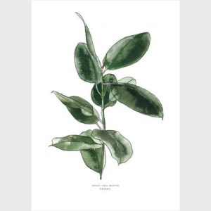 What you water grows | Gummibaum, Fikus elastica
