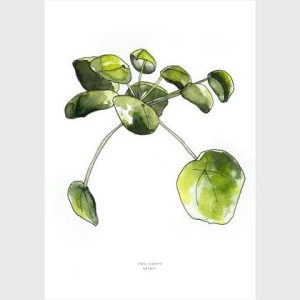 You happy Soul | Peperonia, Geldpflanze