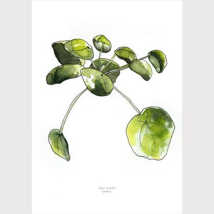 You happy Soul | Peperonia, Geldpflanze