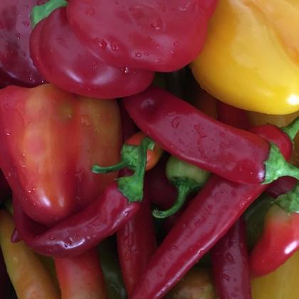 Miniperlen Paprika - Image 2