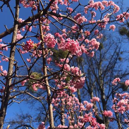 Armband rosa Winterschneeball 1 - Image 2