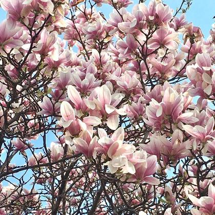 Halskette Magnolienblüte - Image 3