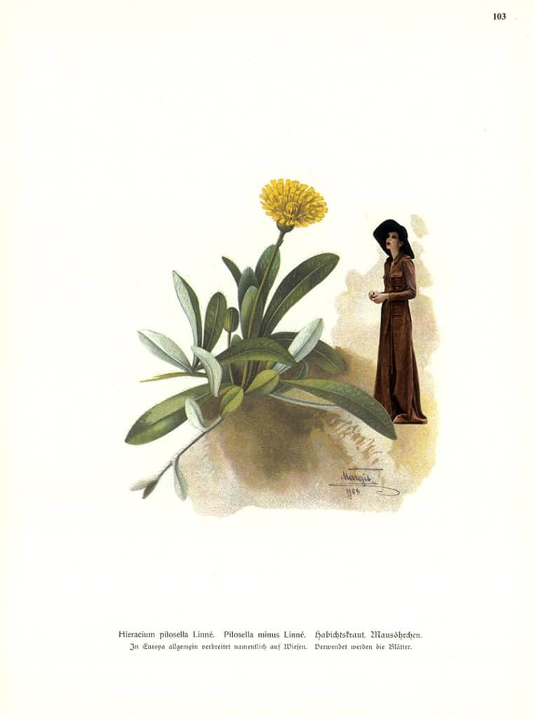 Hieracium (Teil der Serie "Kräuter en Vogue")