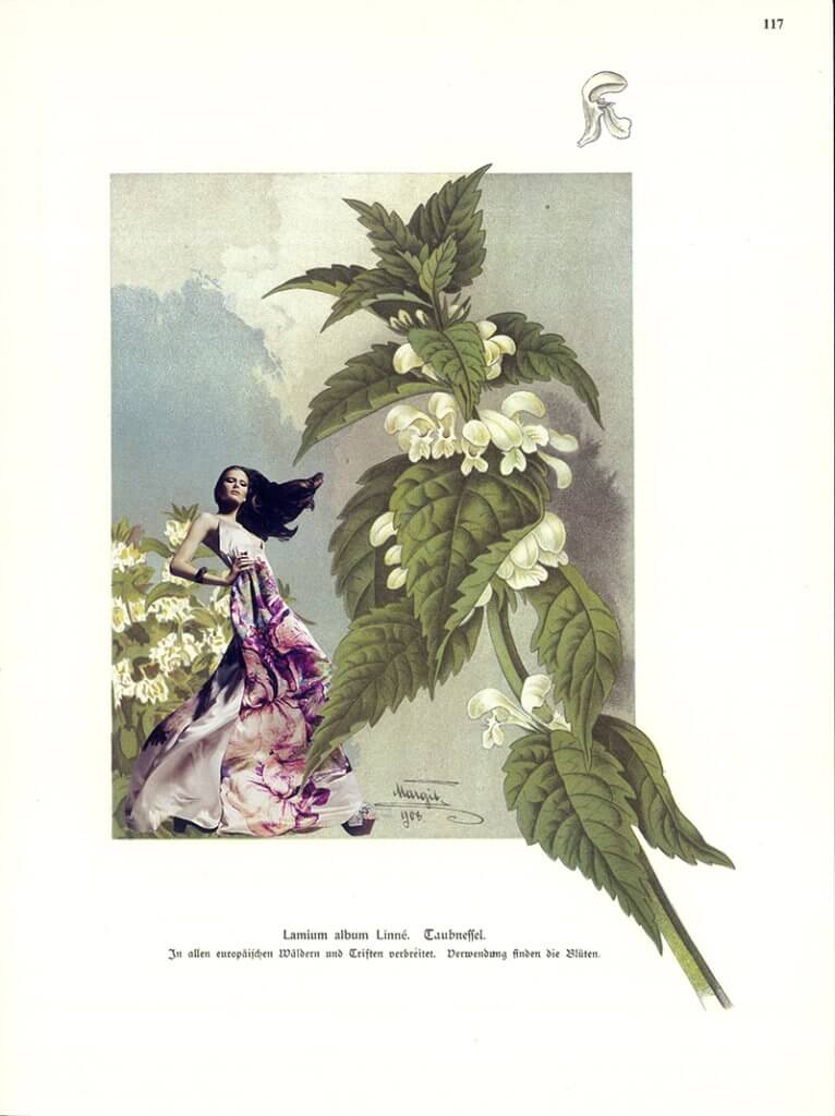 Lamium (Teil der Serie "Kräuter en Vogue")