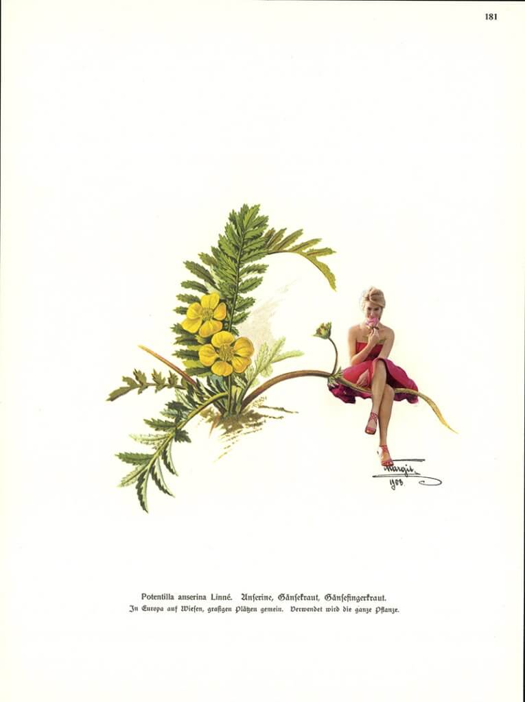 Potentilla (Teil der Serie "Kräuter en Vogue")