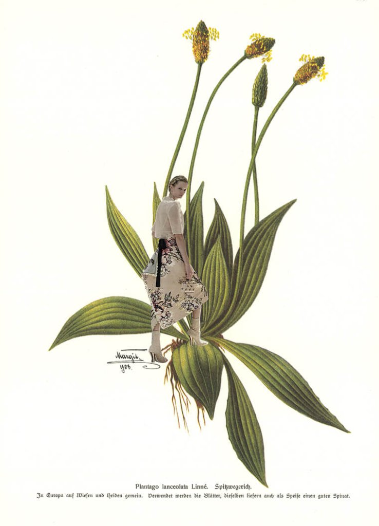 Plantago (Teil der Serie "Kräuter en Vogue")
